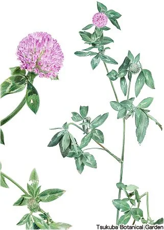 38中高アカツメクサ