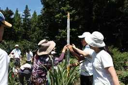 さとうきび夏04