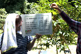 さとうきび夏09