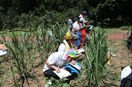 さとうきび夏06