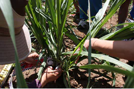 さとうきび夏05