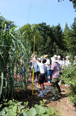 さとうきび秋02