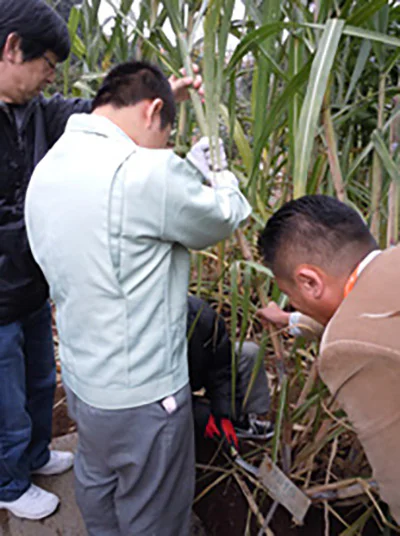 さとうきび冬04