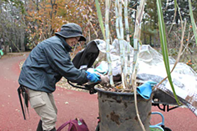 さとうきび冬03