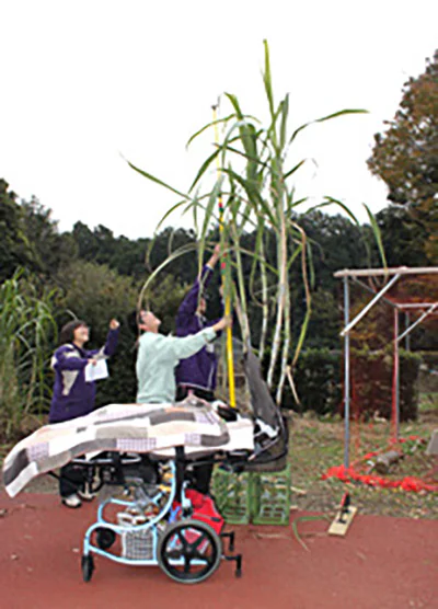 さとうきび冬02