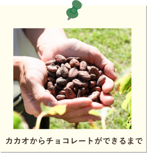 カカオからチョコレートができるまで