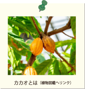 カカオとは