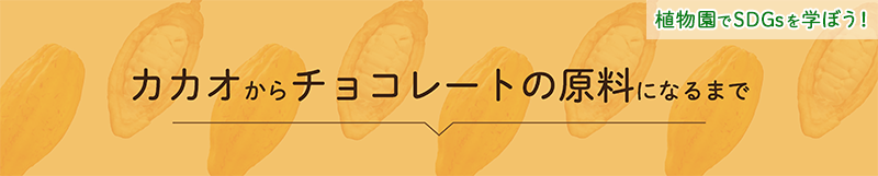 カカオから　チョコレートの原料になるまで-ヘッド