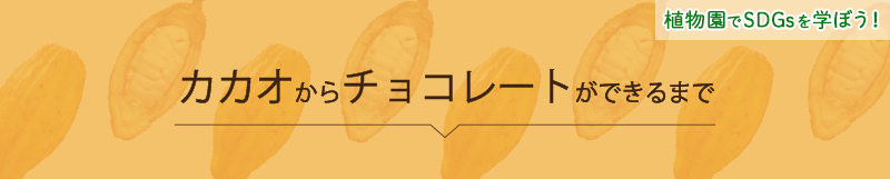 カカオからチョコレートができるまでーヘッド