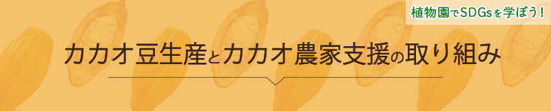 カカオ豆生産とカカオ農家支援の取り組みーヘッド
