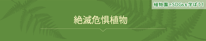 絶滅危惧植物-ヘッド