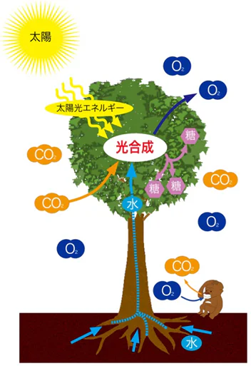 植物多様性とは03