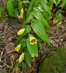 植物多様性とは10