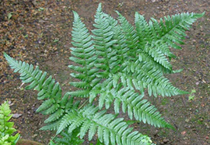 絶滅危惧植物03