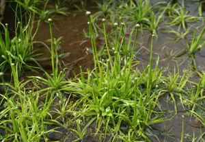 絶滅危惧植物02