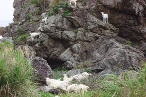 絶滅危惧植物とは11