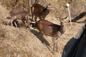 絶滅危惧植物とは10