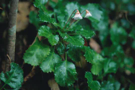 絶滅危惧植物保全18