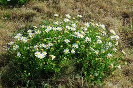 絶滅危惧植物保全17