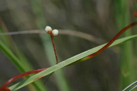絶滅危惧植物保全19