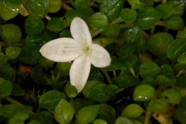 絶滅危惧植物保全16