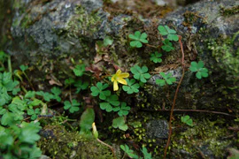 絶滅危惧植物保全14