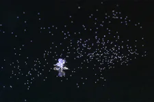 絶滅危惧植物保全13