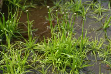 絶滅危惧植物保全12