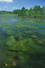 絶滅危惧植物保全10