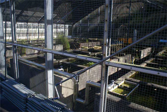 絶滅危惧植物保全08