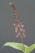 絶滅危惧植物保全06