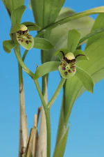 絶滅危惧植物保全05