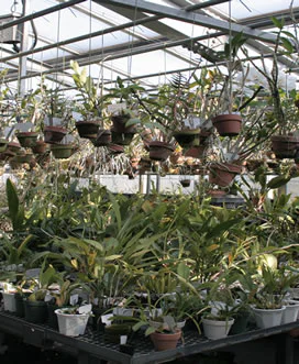 絶滅危惧植物保全04