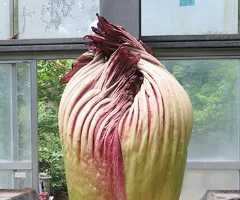 園内ガイド-植物図鑑