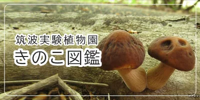 きのこ図鑑