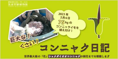 topUnder-ショクダイオオコンニャク開花記録