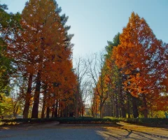 園内ガイド-プロムナード・中央広場