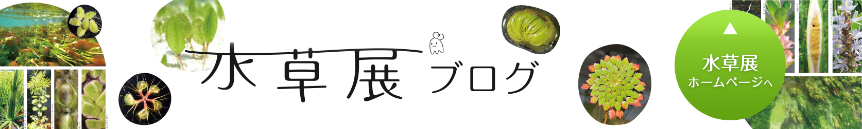 水草展ブログ-detail