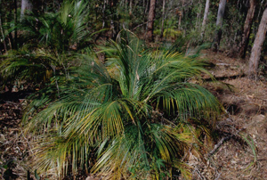 園芸価値のある絶滅危惧ソテツ植物Macrozamia mountperiensis（オーストラリア）