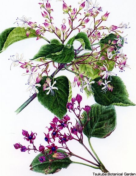 Botanical painting, Botanical gardens, Botanical