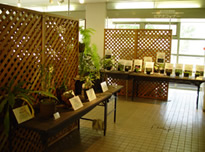 Exhibits of living specimens of endangered plants image01