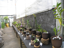 Special exhibitions display our  collections which usually not exhibited to the public.(Orchid Exhibition in 2008)