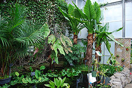 Tropical Aquatic Plants Room. 