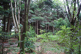 Rhododendron dilatatum and other understory plants