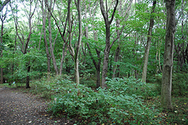 Prunus jamasakura forest with Corylus heterophylla var. 