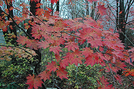 Leaves of Acer japonicum turn color in the autumn