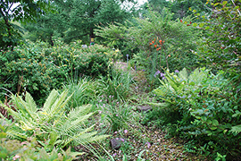 Osmundastrum cinnamomeuma, Spiraea japonica, Hemerocallis thunbergii, Dianthus superbus var.