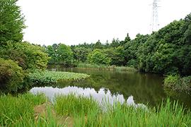 Vegetation in the area of the lake to the south of Tsukunabe Bridge Around the lake