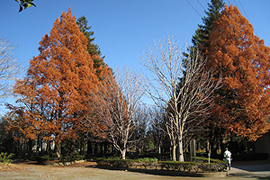 The Promenade in late autumn image 