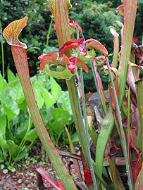 Sarracenia rubra, a carnivorous plant